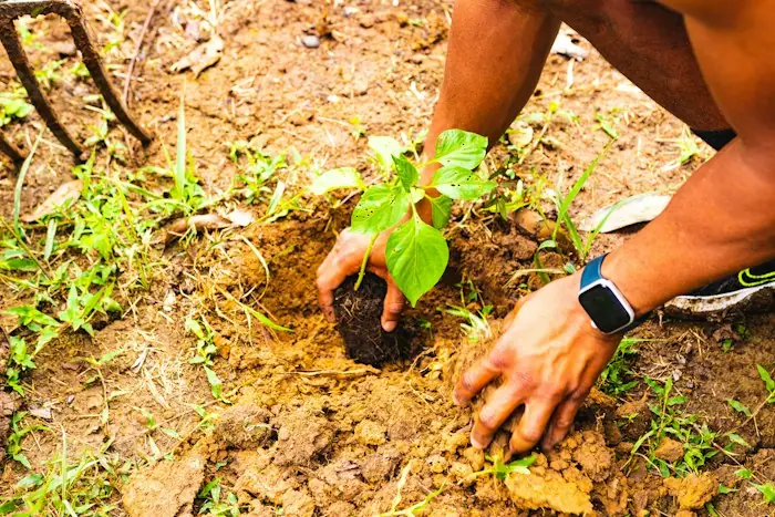 A pair of hands planting a sapling